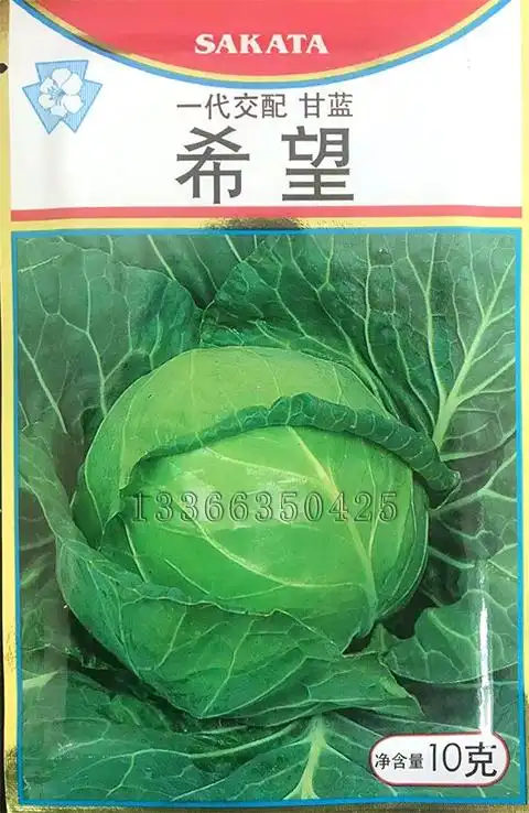 希望甘蓝种子 前途甘蓝种子 日本坂田甘蓝种子 卷心菜大头菜种子