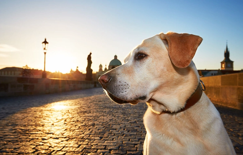 拉布拉多能活多久