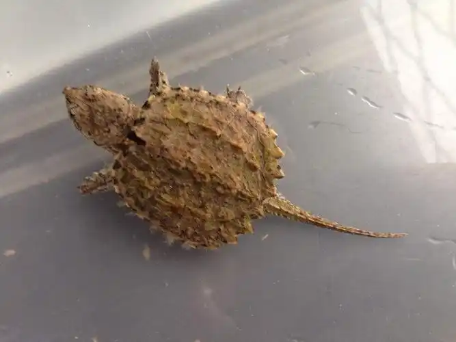 这小鳄龟好几个星期没有吃东西了,喂的是小鱼,小虾,都不吃,是不是病了