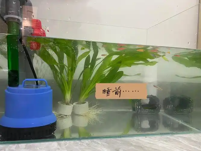 鱼缸过滤  #西非侧颈龟  #龟