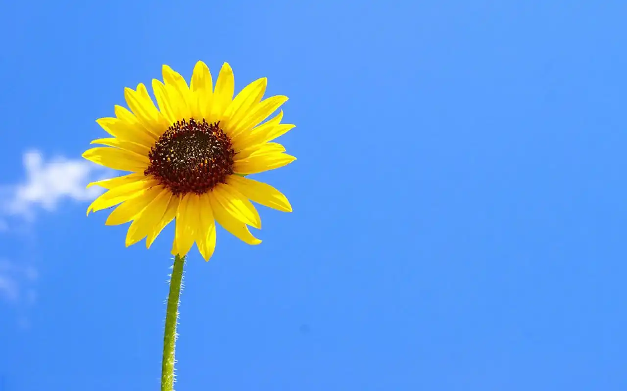 清新好看的向日葵图片桌面壁纸