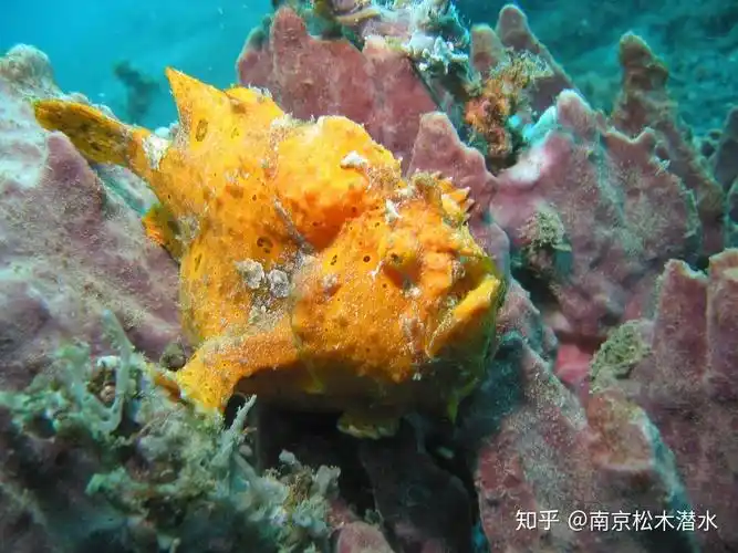 躄鱼不大会游水使用胸鳍和腹鳍行走样子很像蛙