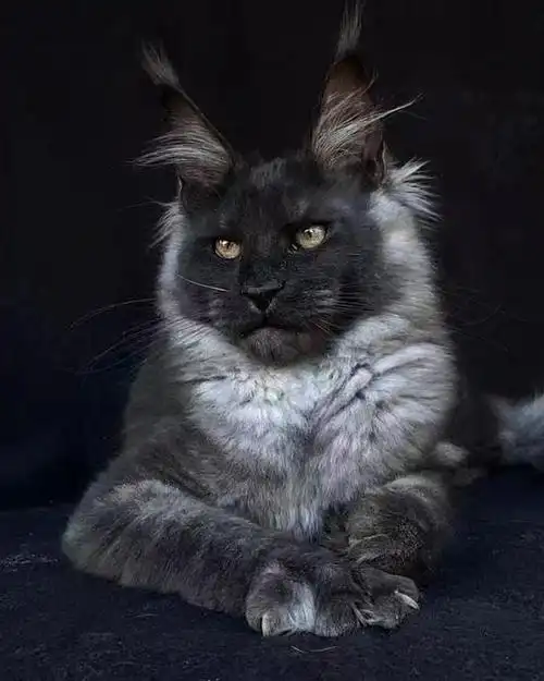 新闻动态_遇见缅因猫舍-缅因猫-缅因猫舍-长沙猫舍-正规猫舍