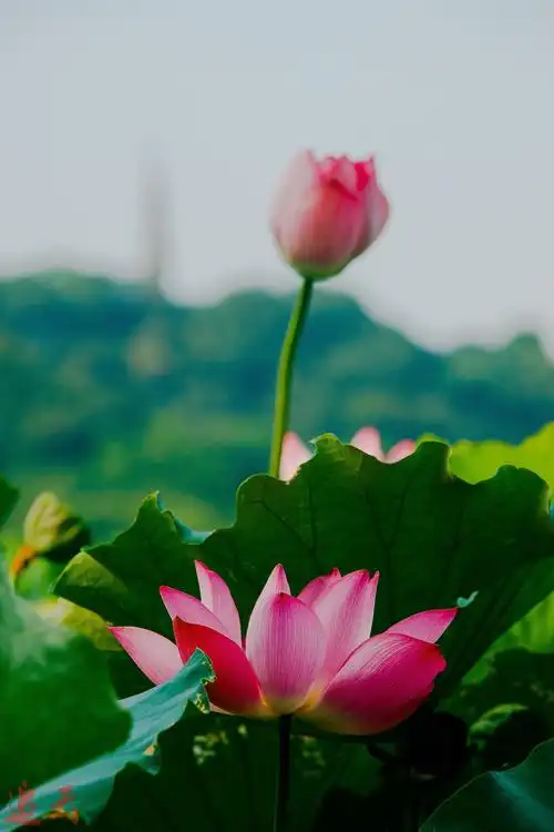 西湖盛荷_风景_poco摄影,荷花