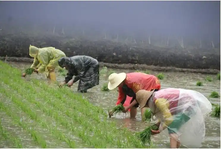 旬阳市仁河口镇:雨中插秧,体验农耕文化_腾讯新闻