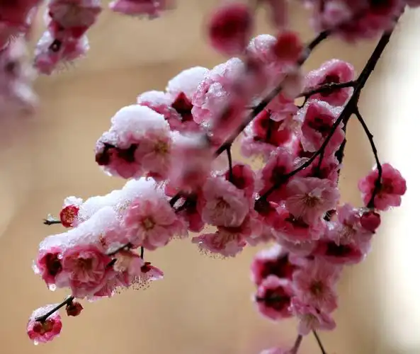 其它 傲雪寒梅 武汉加油 写美篇漫天飞雪压枝红 梅花含笑玉雪丛 不畏