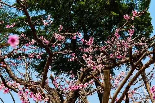 【套图】绿江水绿 桃花花红-蜂鸟网