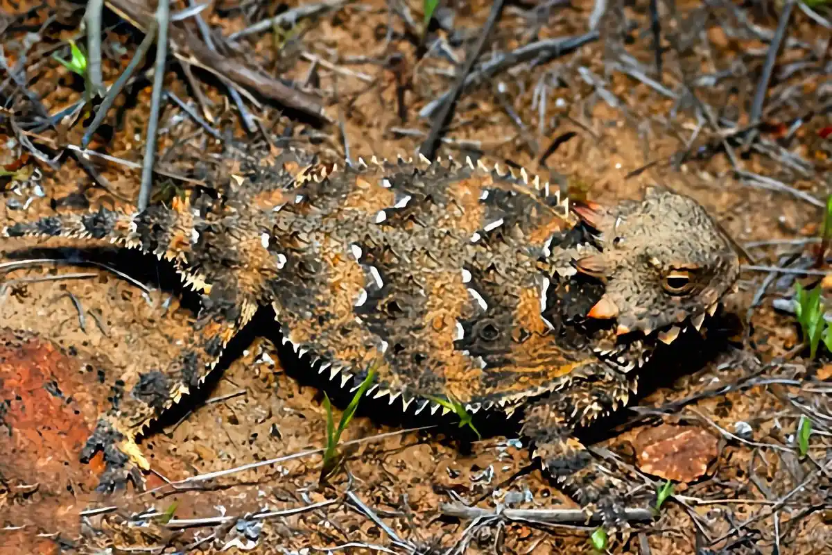 每天认识一种动物——海湾角蜥 海湾角蜥别名海岸角蜥,仅分布于墨西哥