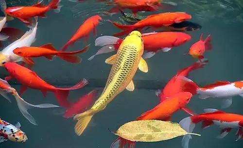 粘土—《锦鲤开运》