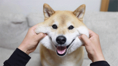 小动物猫猫狗狗可爱动图gif