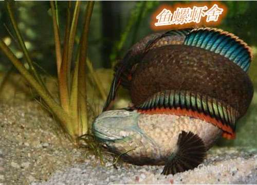 南鳢彩虹雷龙鱼冷水淡水鱼观赏鱼活体凶猛彩虹雷龙鱼冷水包邮