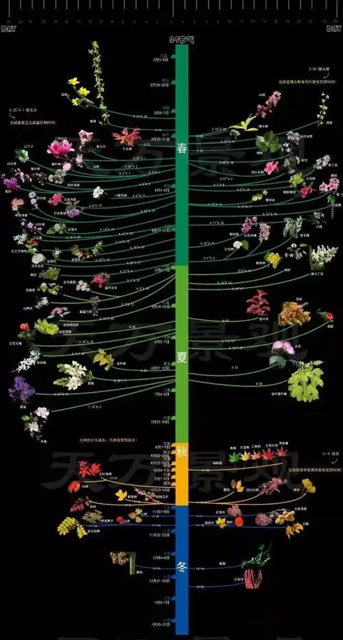 花开富贵一张图看懂一年四季44种常见植物花开时间