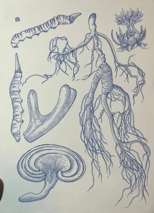 一次性全吃了会怎么样717171钢笔画