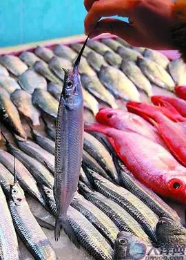 黑背圆颌针鱼 (动物)