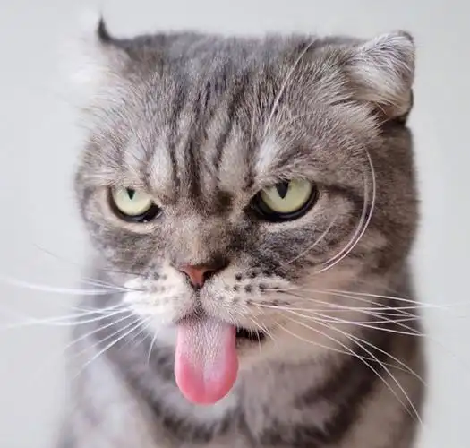 猫咪头像图片 铲屎官头像图片