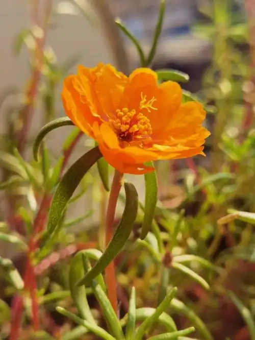 五颜六色太阳花