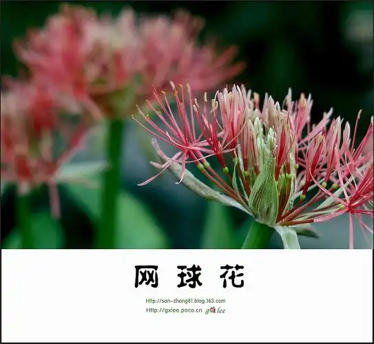 p>网球花(学名: i>haemanthus multiflorus /i> martyn)是石蒜科