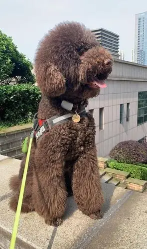 呆萌可爱的大泰迪,洗完澡"丑"到主人不敢认:这是卸妆了?