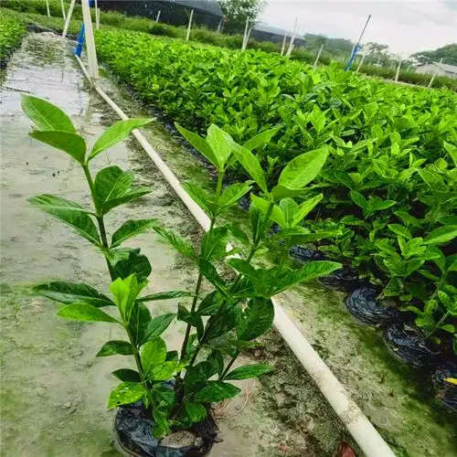 栀子花苗批发小叶栀子花苗大叶栀子花袋苗杯苗福建基地直供
