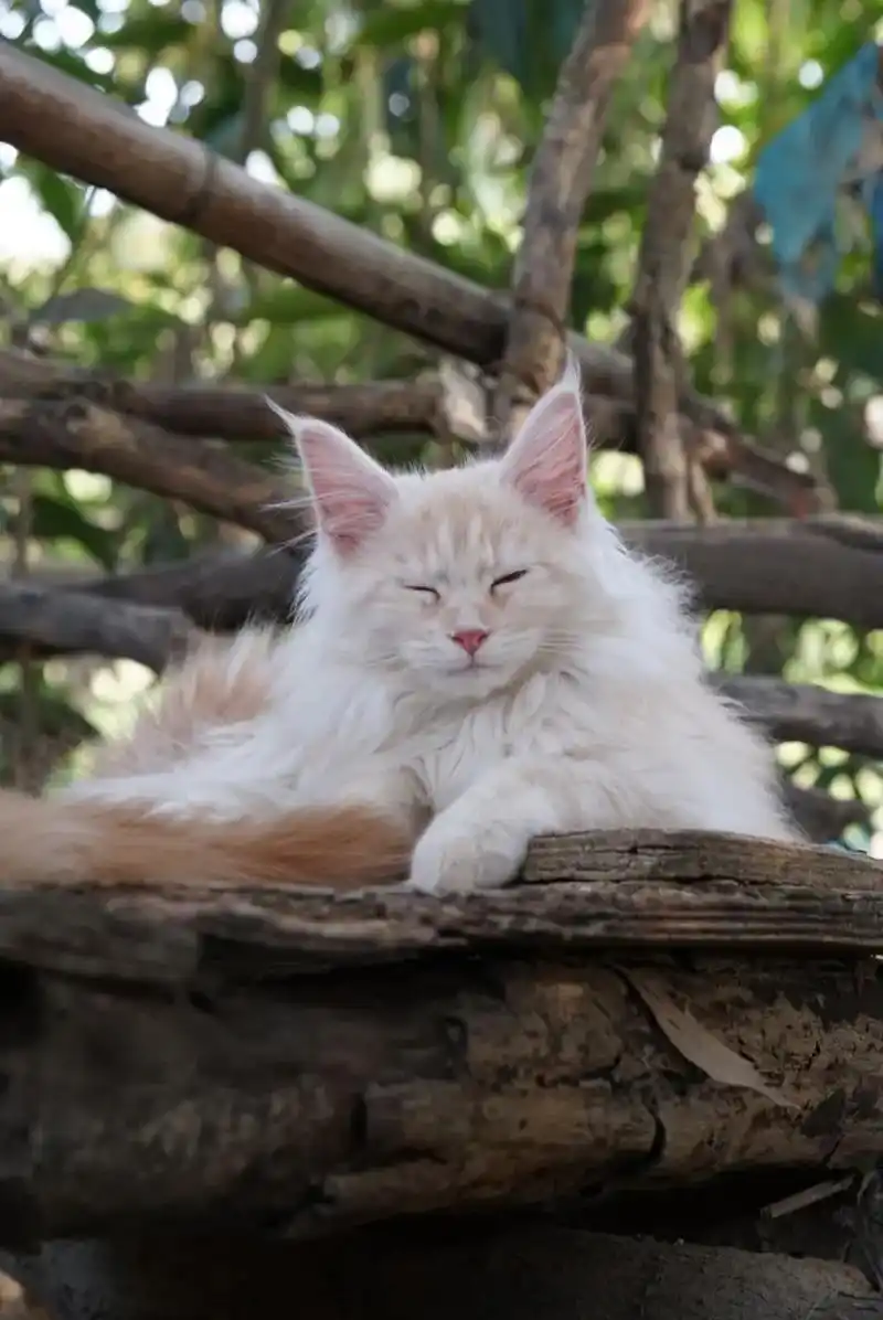 要壁纸的来咯.#创作灵感 #凯米尔色缅因猫 #猫图片 #随拍 - 抖音