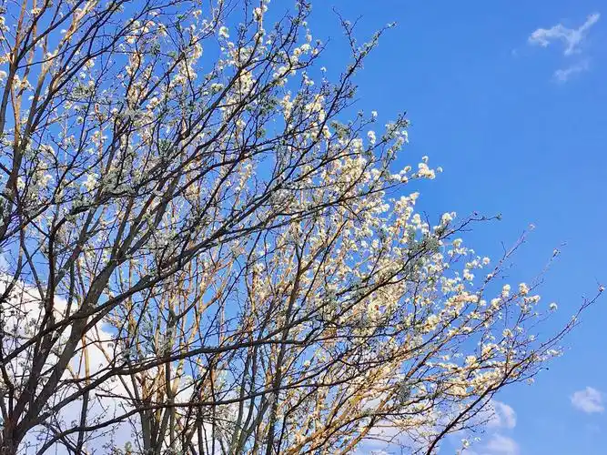 小如意2021 - 图虫