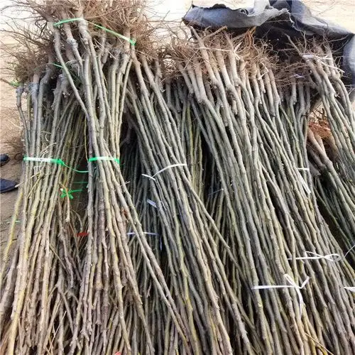 西洋梨树苗今年价格