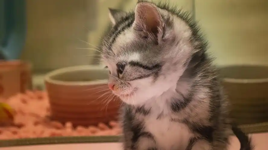 动物,灰白色,猫咪,宠物,软萌的小奶猫壁纸