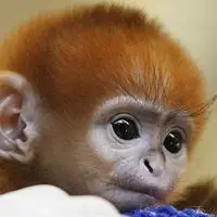 可爱小猴子头像上蹿下跳的小猴子图片