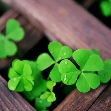 四叶草头像 幸运草头像图片