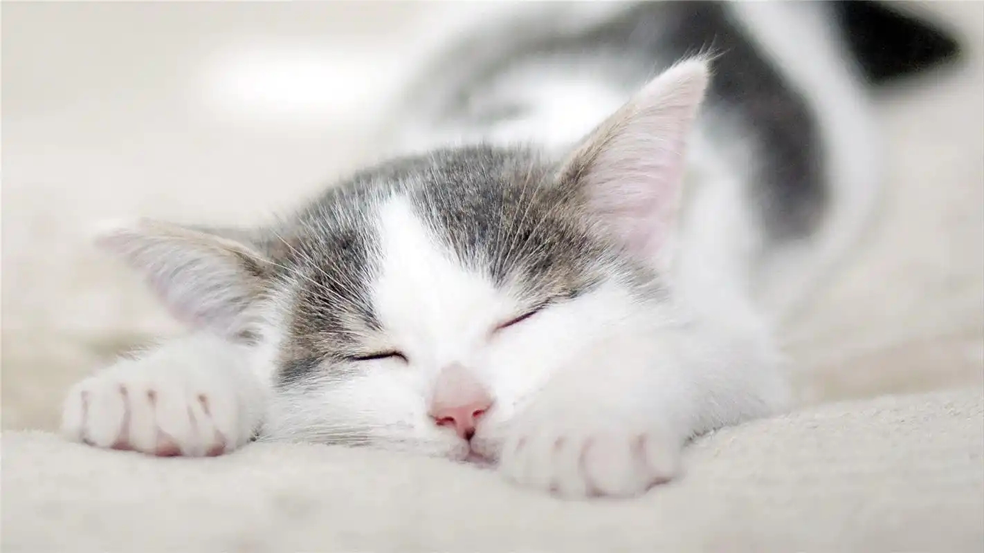 可爱萌宠猫咪高清桌面壁纸