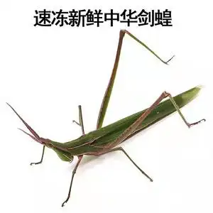 新鲜冷冻中华剑角蝗梢马甲扁担钩尖头蚂蚱蚱蜢蝗虫250g 2件包邮