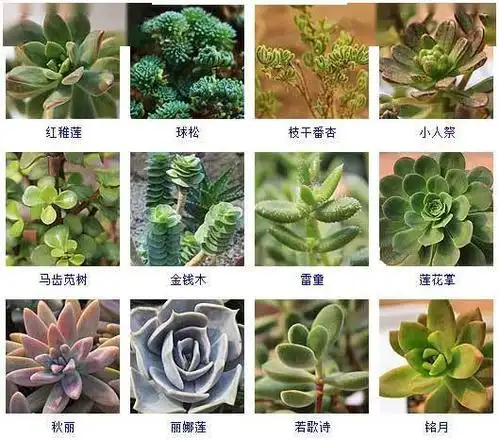 145种多肉植物品种名称及图鉴