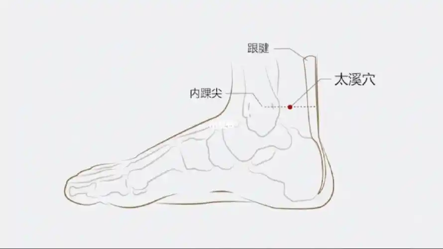 每日一背:太溪(足少阴肾经)