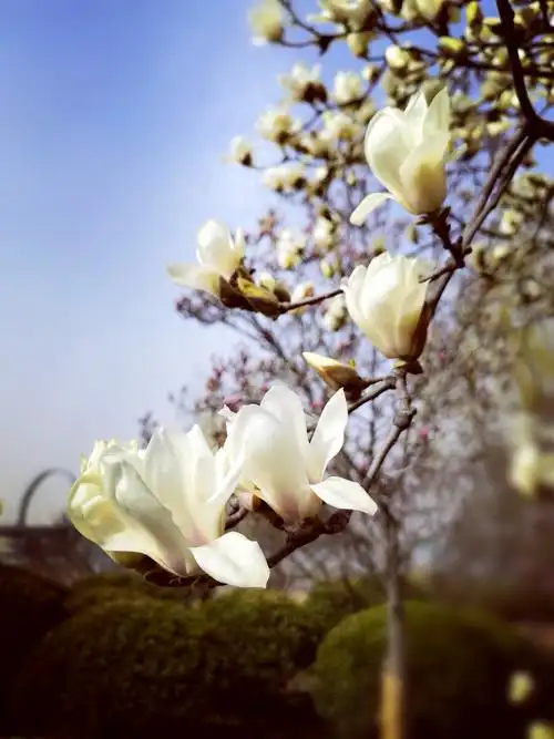 高贵典雅又大气脱俗的玉兰,我怎么就拍不出她的神韵