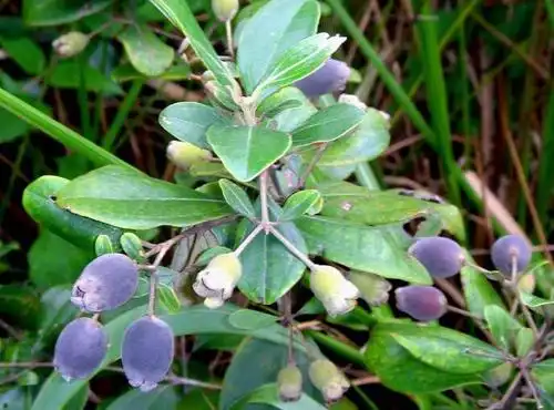 百色山稔子干果大量供应批发