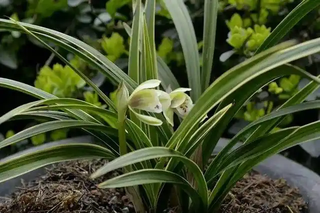 十种名贵的兰花品种(最香的五种兰花)插图6