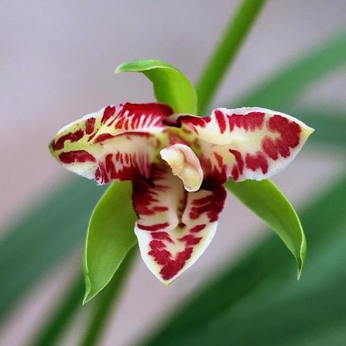 沁鲜园名贵名贵兰兰花圣火四季兰建兰兰草苗盆栽时令草本花卉