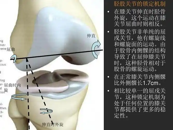 伸直 屈曲 屈曲时内 旋 胫股关节的锁定机制 在膝关节伸直时胫骨 外