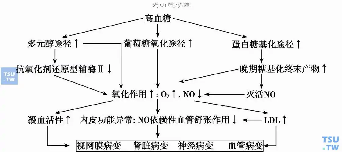 高血糖所致糖尿病慢性并发症的机制