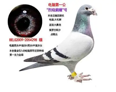 戈马力纯灰血眼,种精基础种鸽 - 淄博信鸽家园