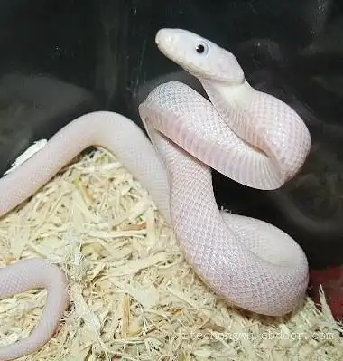 给迪特宠物蛇专卖店的各种宠物蛇类宠物蛇玉米蛇报价