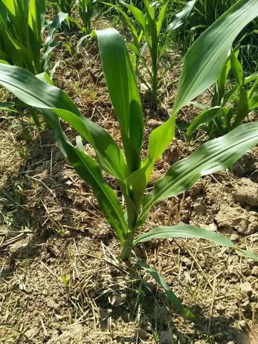 临潼区农林局农技中心技术人员开展玉米苗情调查,做好目前田间管理