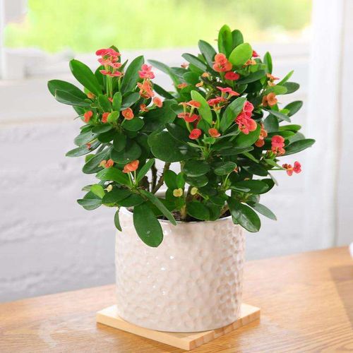 绿植物盆栽大型虎刺梅客厅办公桌室内景好养四季开花卉铁海棠包邮