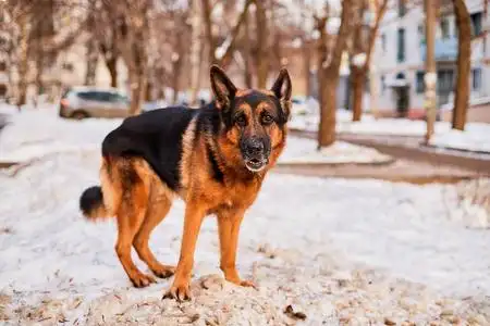 令人愉快的黑色德国牧羊犬图片