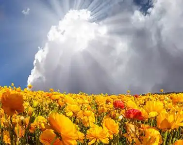 华丽的鲜花盛开的清新美丽的田野,牛油花在蓝天上,有云的背景.