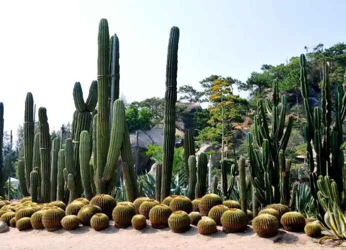 厦门万石植物园在哪里