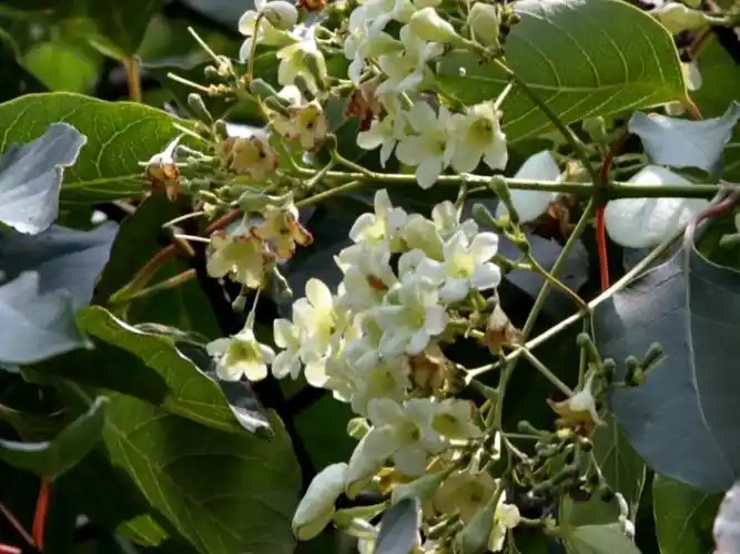 宁波植物香果树中国森林中最美丽动人的树