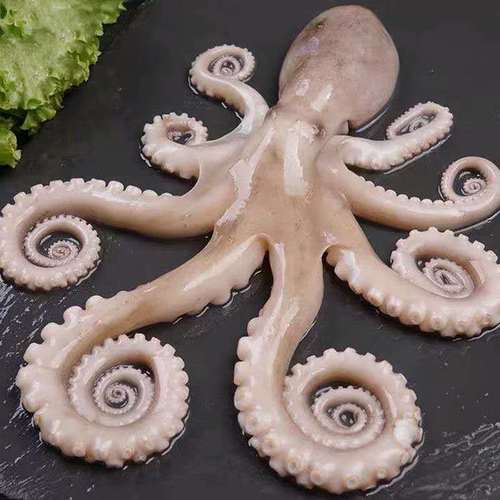 网红爆头大长腿八爪鱼新鲜鲜活大长腿八爪鱼海捕大长腿八爪鱼长腿八爪