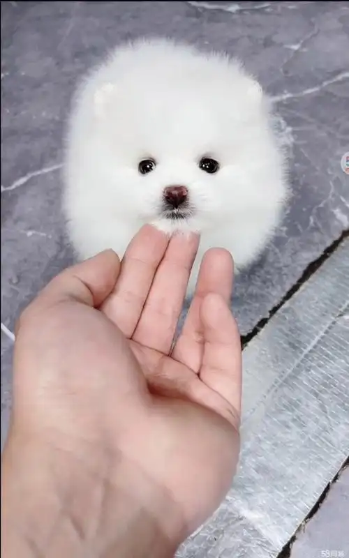 精品博美犬 小体俊介 狗狗呆萌可爱温顺粘人 疫苗驱虫已做