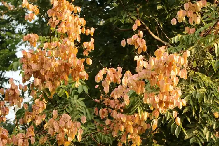 栾树秋色 - 山东摄影站 - 环球数码摄影网论坛 - 摄影交流论坛